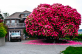 /album/galerie-de-photos-page-daccueil1/tumblr-n5dio6hqib1r2z1wbo1-500-png/
